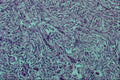 440040 Ovary A4 Photo Print