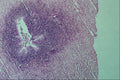 440042 Ovary A4 Photo Print