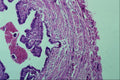 440043 Fallopian Tube A4 Photo Print