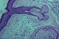 440051 Scalp Skin A4 Photo Print