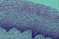 440052 Vagina A4 Photo Print