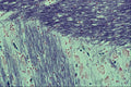 440054 Brain Myelin A4 Photo Print