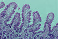 440055 Duodenum A4 Photo Print