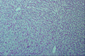 440058 Glycogen (liver) A4 Photo Print