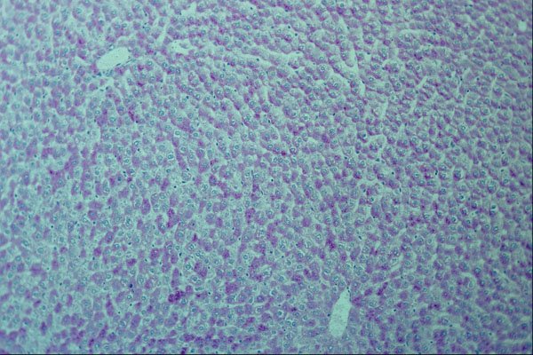 440058 Glycogen (liver) A4 Photo Print