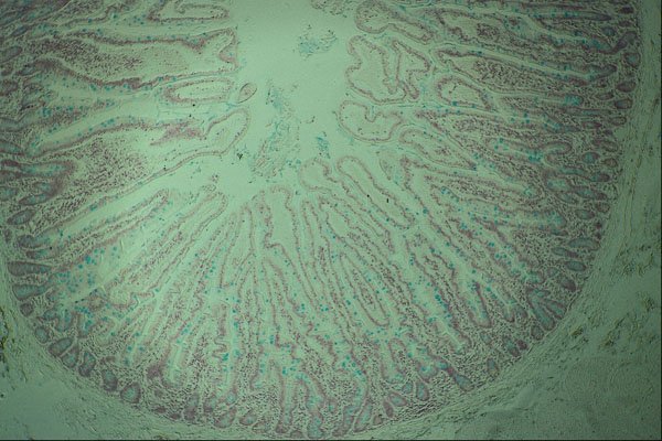 440059 Small Intestine A4 Photo Print