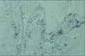 440061 Bacteria A4 Photo Print