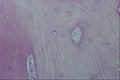 440063 Bone A4 Photo Print