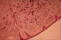 440072 Blue Neavus A4 Photo Print