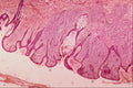 440073 Halo Neavus A4 Photo Print