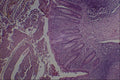440080 Appendix A4 Photo Print