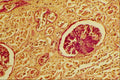 440085 Kidney A4 Photo Print