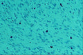 440086 Mast Cells A4 Photo Print