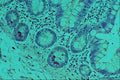 440087 Paneth Cells A4 Photo Print