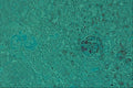 440090 Fibrin A4 Photo Print