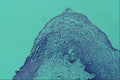 440096 Endocervical Junction A4 Photo Print