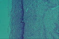 440097 Cervix A4 Photo Print
