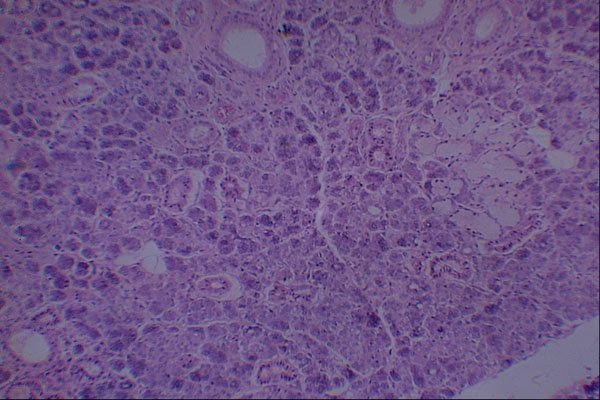 440098 Submandibular Salivary Gland A4 Photo Print
