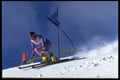 441051 Staying Low A4 Photo Print