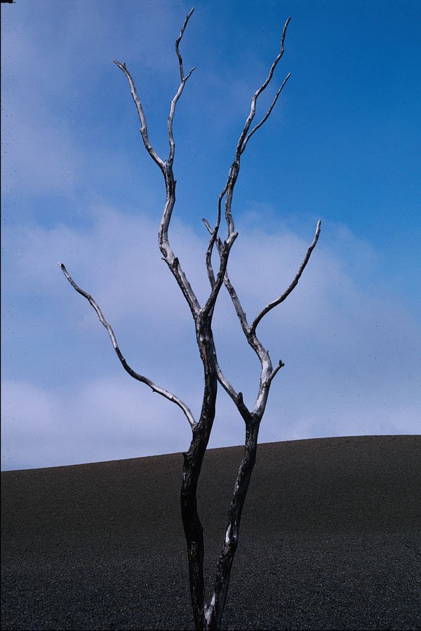 442029 Defoliated Tree, Kilauea Iki A4 Photo Print