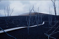 442030 Boardwalk Through Area Of Devastation, Kiluaea Iki A4 Photo Print