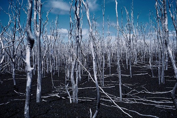 442031 Devastated Forest, Kiluaea Iki A4 Photo Print