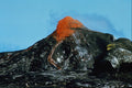442043 Mauna Ulu Vent A4 Photo Print