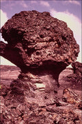 442056 Tree Molds, Aloi Crater A4 Photo Print