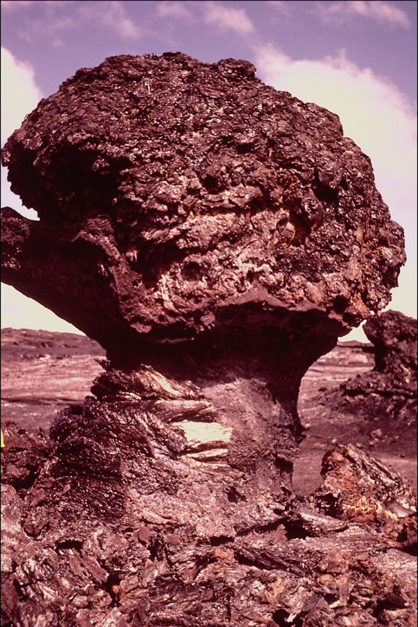 442056 Tree Molds, Aloi Crater A4 Photo Print