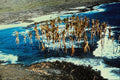 442090 Submerged Camp Ground At Halepe A4 Photo Print