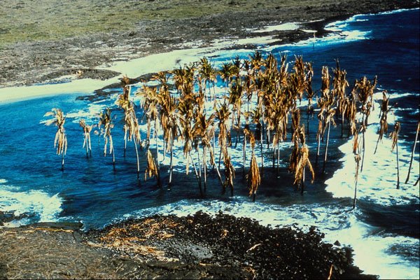 442090 Submerged Camp Ground At Halepe A4 Photo Print