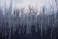 442092 Devastated Ohia Forest, Kilauea Iki A4 Photo Print