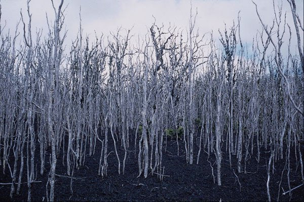 442092 Devastated Ohia Forest, Kilauea Iki A4 Photo Print