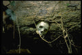 446003 Cave Burial Remains, Sulawesi A4 Photo Print