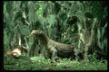 446005 Komodo Dragon, Rinca A4 Photo Print