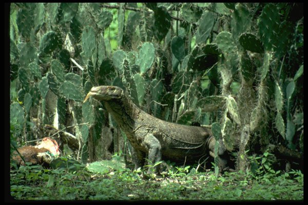 446005 Komodo Dragon, Rinca A4 Photo Print