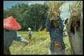 446006 Rice Harvest, Bali A4 Photo Print
