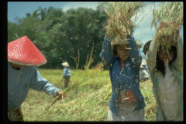 446006 Rice Harvest, Bali A4 Photo Print
