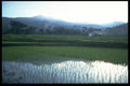 446011 Rice Paddy, Moni A4 Photo Print