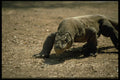 446015 Komodo Dragon, Komodo National Park A4 Photo Print