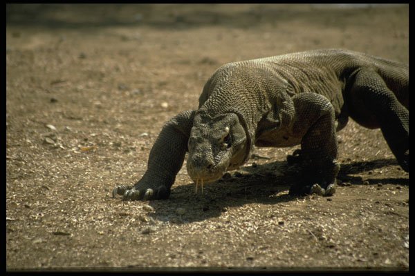 446015 Komodo Dragon, Komodo National Park A4 Photo Print