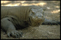 446016 Komodo Dragon, Komodo National Park A4 Photo Print