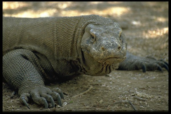 446016 Komodo Dragon, Komodo National Park A4 Photo Print