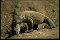 446018 Komodo Dragons, Komodo National Park A4 Photo Print