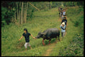 446027 Escaped Waterbuffalo Being Taken Back For Slaughter A4 Photo Print