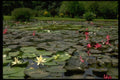 446040 Lotus Pond A4 Photo Print
