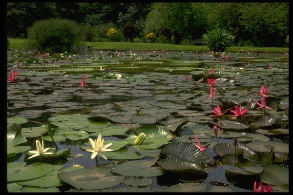 446040 Lotus Pond A4 Photo Print