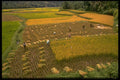 446044 Rice Harvest A4 Photo Print