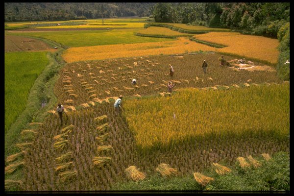 446044 Rice Harvest A4 Photo Print