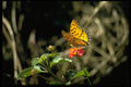 446066 Butterfly A4 Photo Print